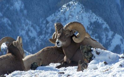 9 Tips For Tagging Game In Oregon