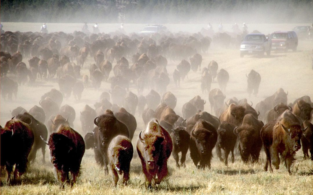 South Dakota Custer State Park Buffalo Roundup And Arts Festival