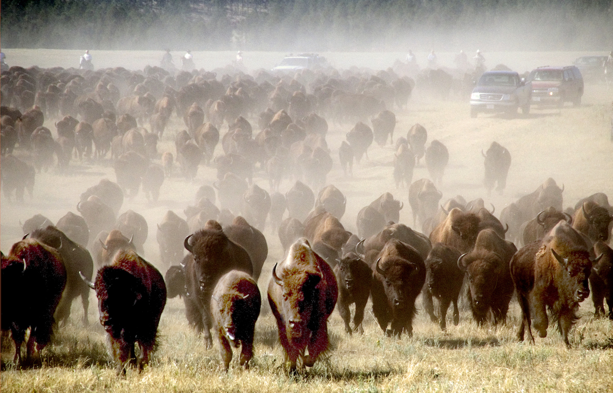 bison buffalo roundup