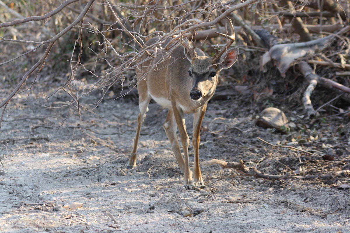 Key deer after hurricane