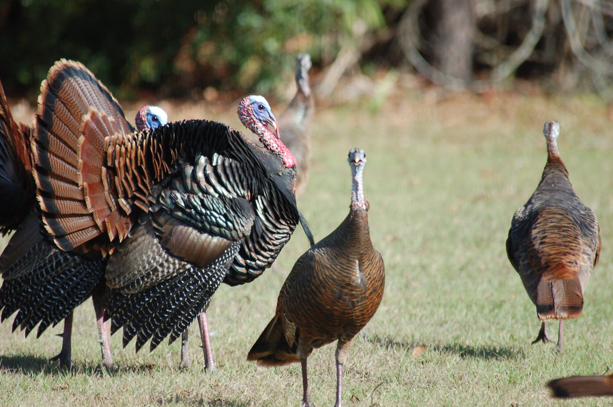 strutting gobbler