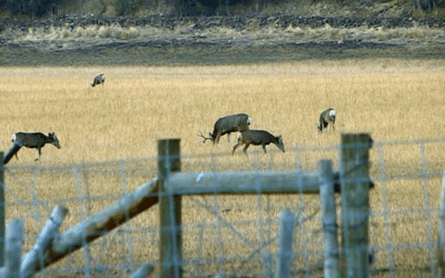 Free-Range Mule Deer on Sporting Classics TV