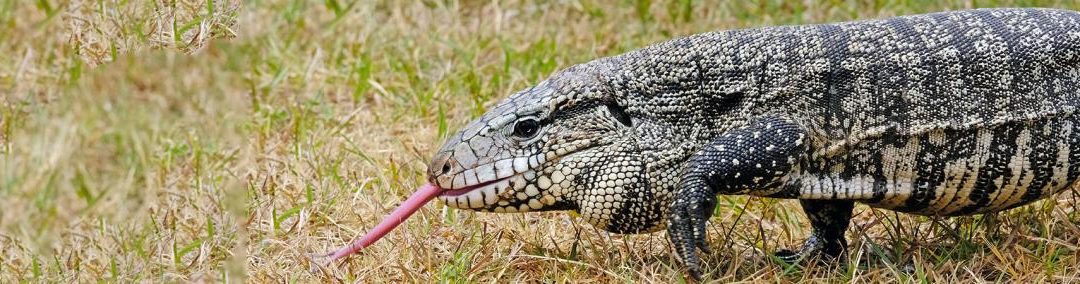 Georgia: What’s A Tegu And What Should I Do?