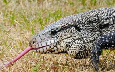 Georgia: What’s A Tegu And What Should I Do?