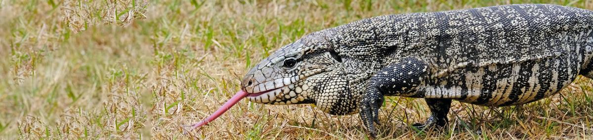 Tegu lizard