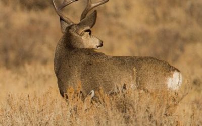 Wyoming Hunters: Submit CWD Samples