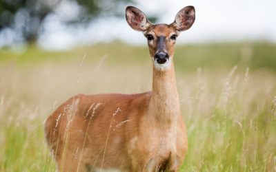 Antlerless Deer Hunter Database