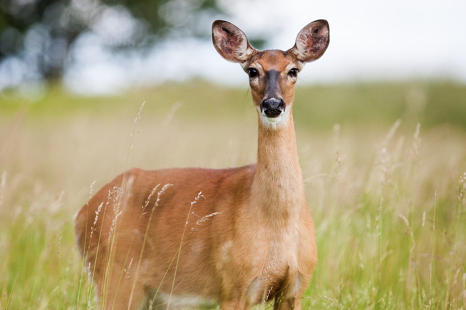 whitetail doe