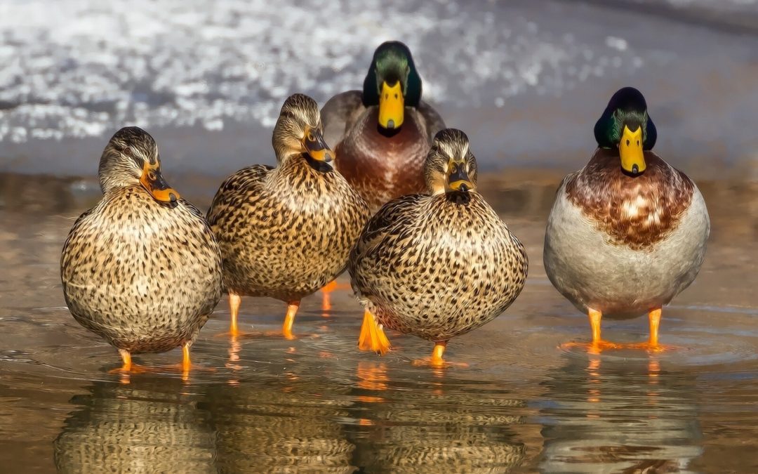 North Dakota Wetland Conditions Good for Duck Hunting