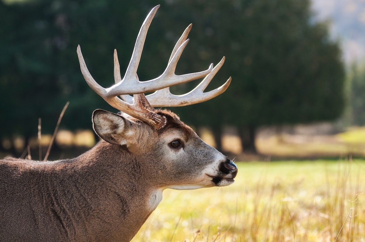 Deer Season Opens In Parts Of New Jersey Sporting Classics Daily