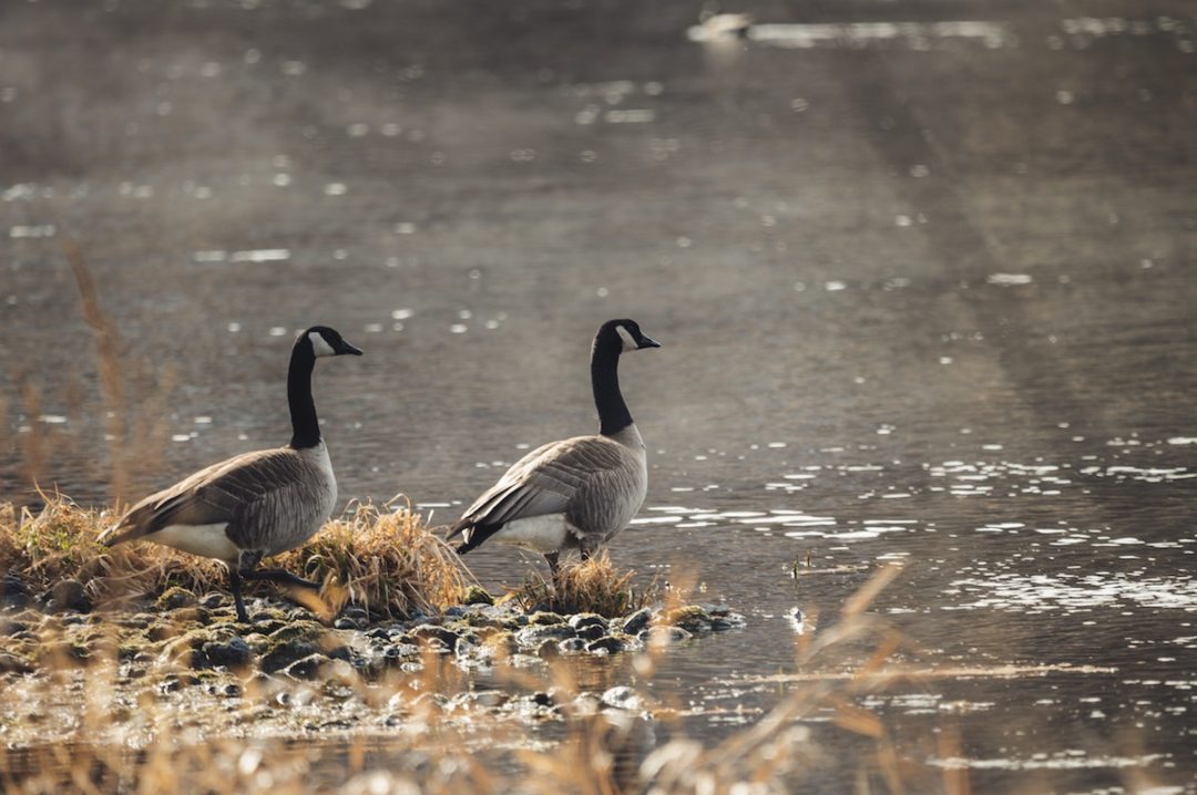 Utah Waterfowl Hunt Forecast Sporting Classics Daily