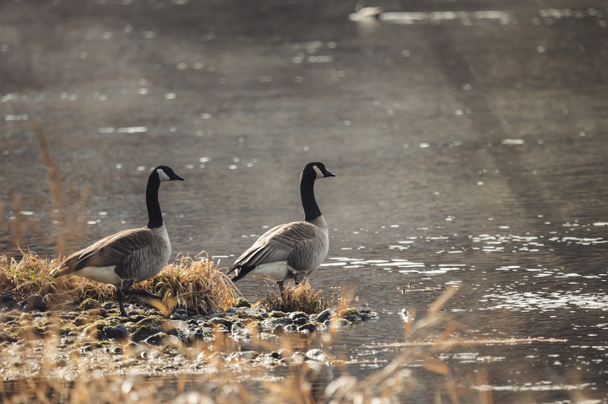 canada geese