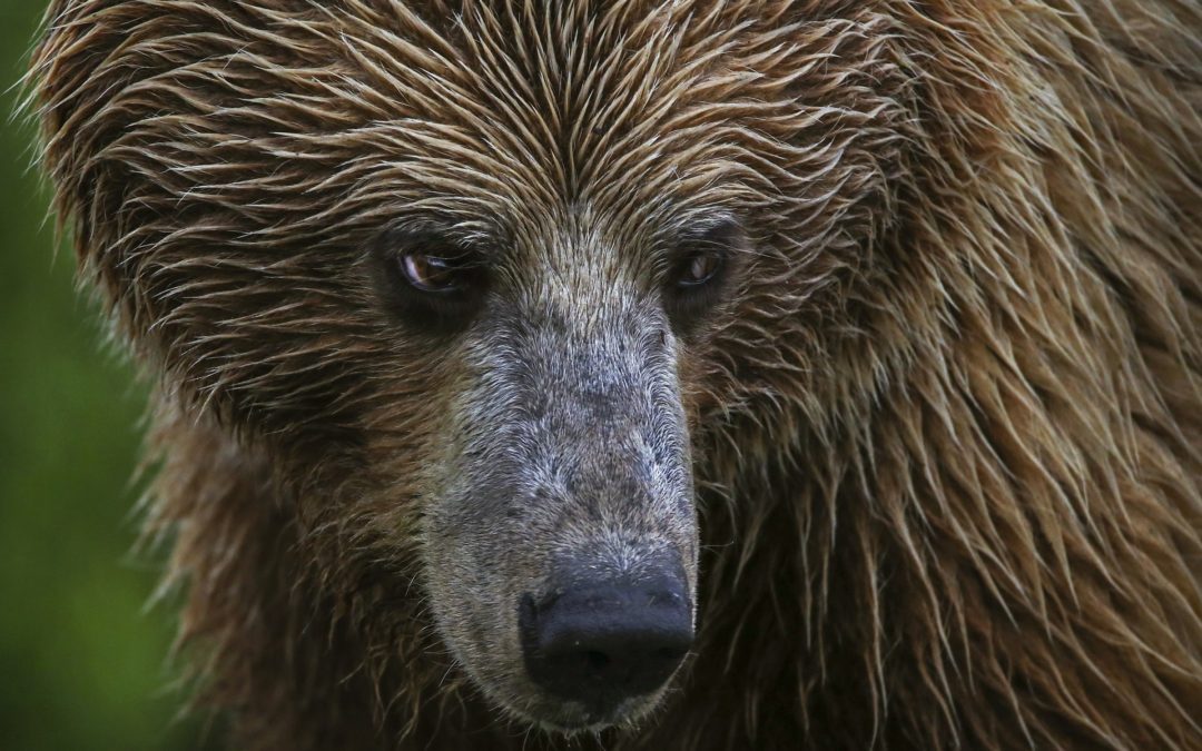Three Hunters Survive Grizzly Bear Attacks