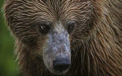 Three Hunters Survive Grizzly Bear Attacks