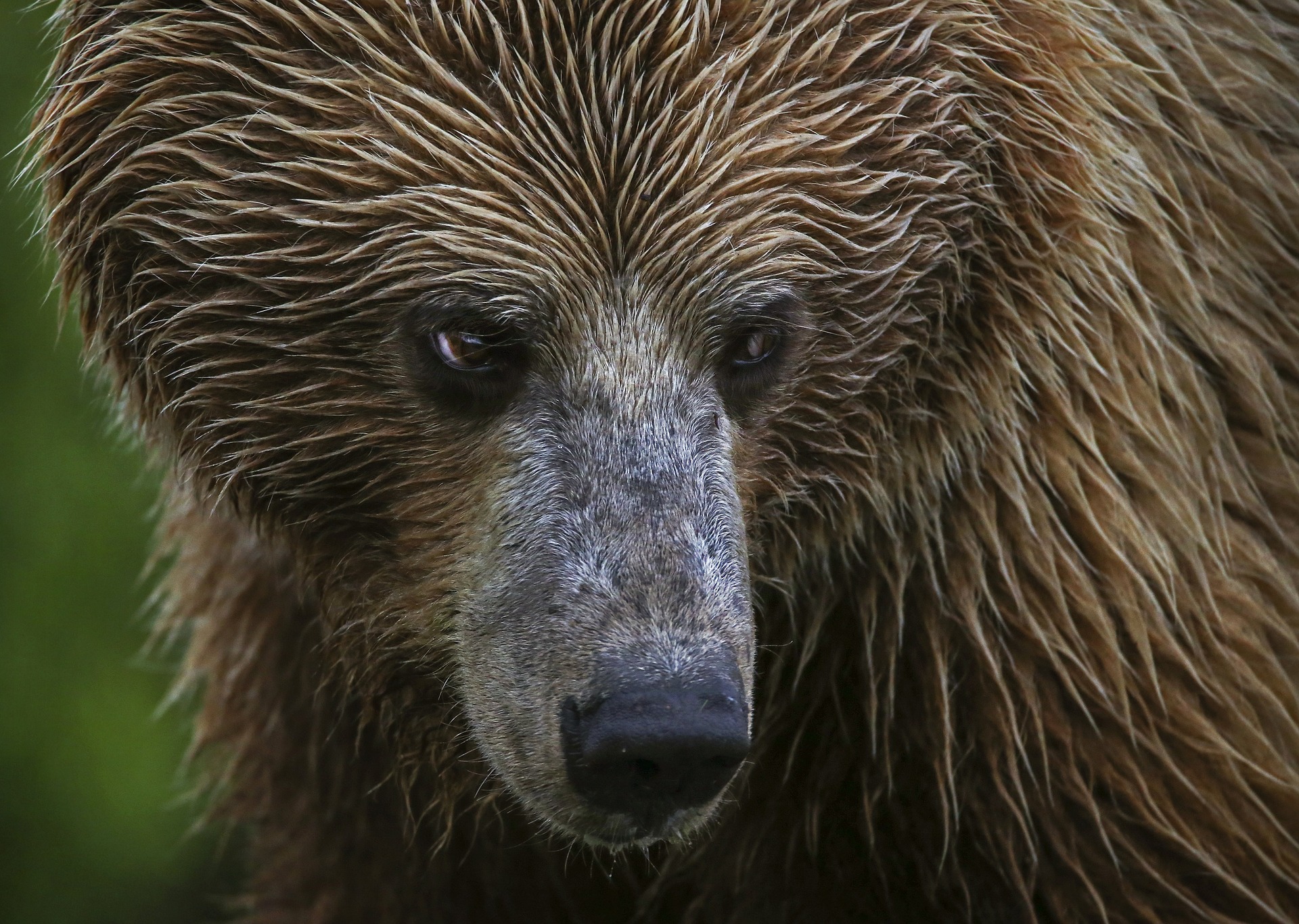 Just bear. Медведь. Медведь с длинным носом. Медведь с ирокезом. Гризли язык.