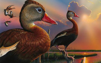 Alabama Artist Wins Federal Duck Stamp Contest