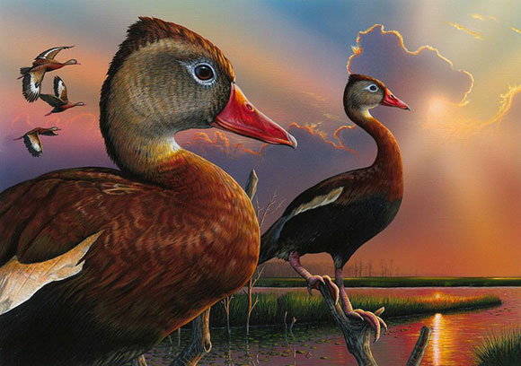 Alabama Artist Wins Federal Duck Stamp Contest