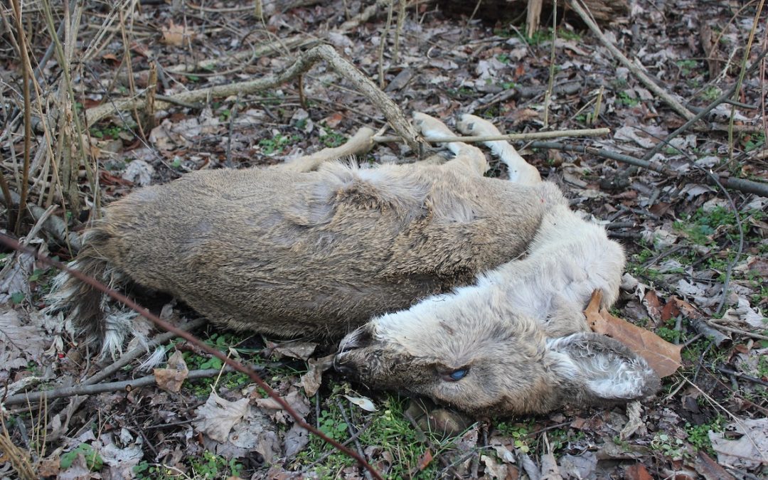 Virus Causes Deer Deaths