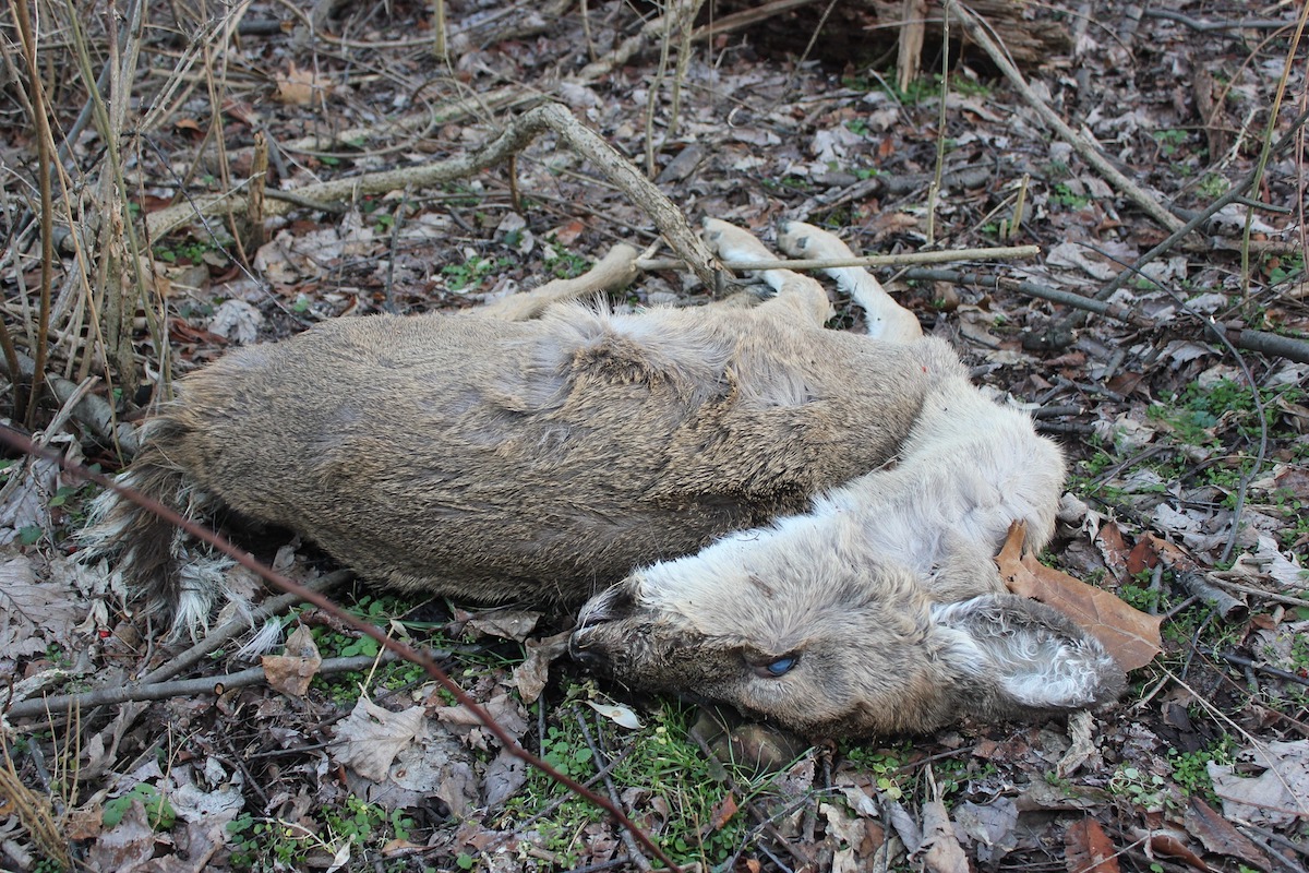 epizootic hemorrhagic disease is killing deer