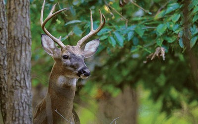 Tips For Properly And Ethically Disposing Of Deer Remains