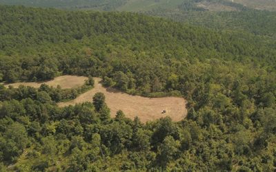 Food Plots On Public Hunting Areas