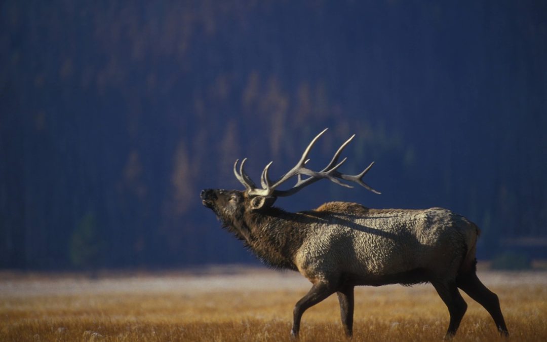 New Regs Proposed In South Dakota to Combat Spread of CWD