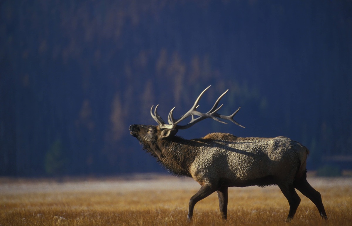 elk in meadow