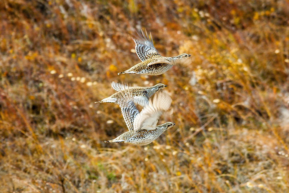 three grouse flying