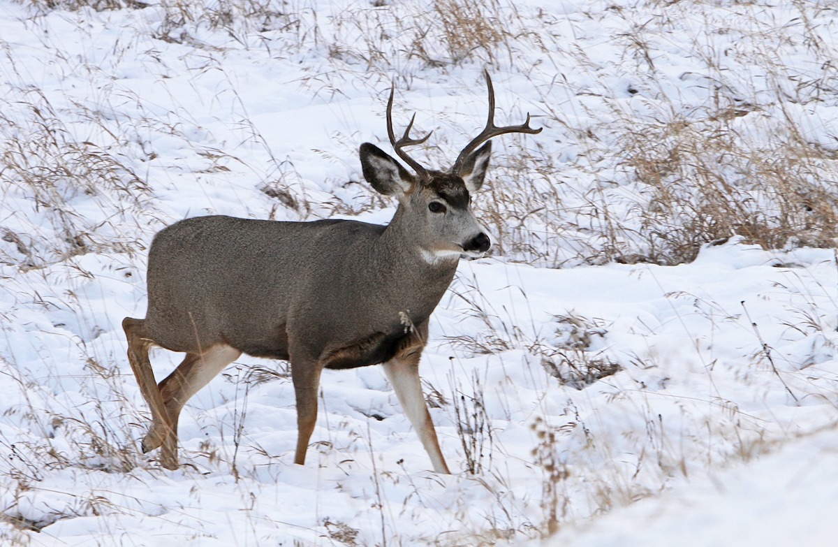 mule deer in snow