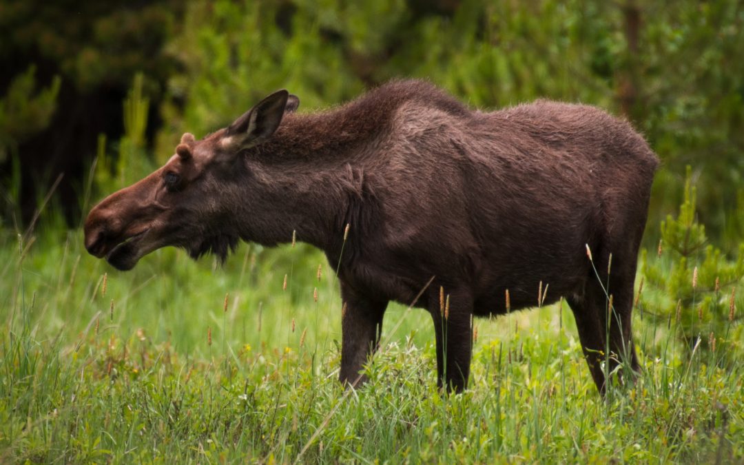 Moose In Grand Forks Relocated West of City