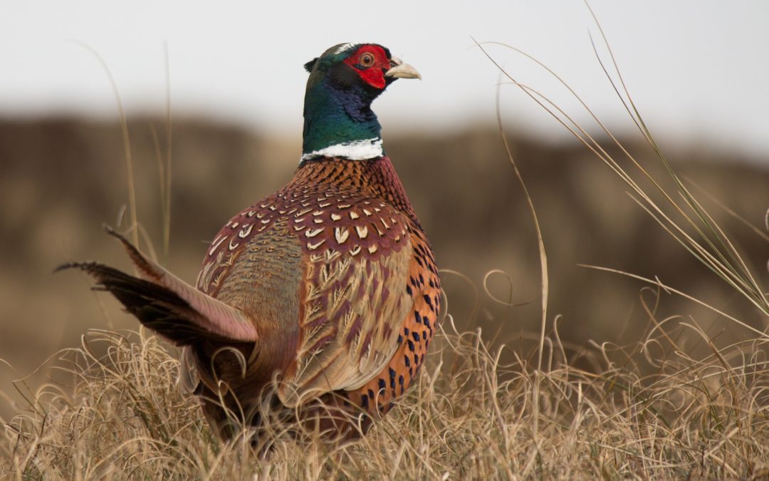 North Dakota Expects Better Upland Numbers