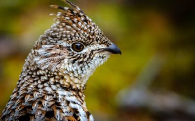 Of Stealth and Ruffed Grouse