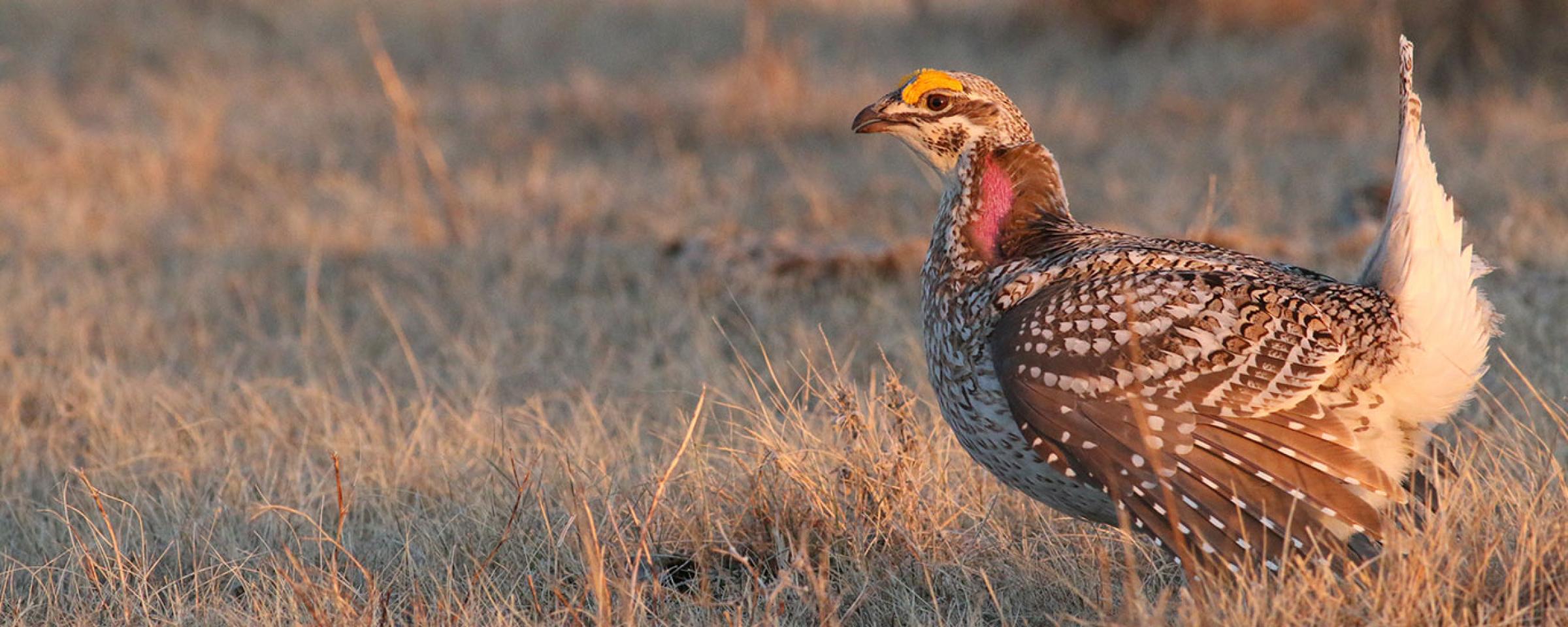 sharptail grouse in field