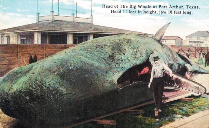 shows the dead whale at Port Arthur