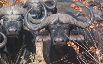 Beware The Beast Of Nchila