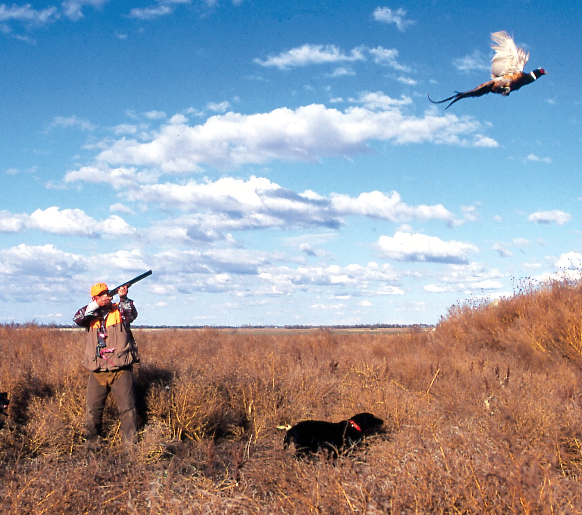 shooting a pheasant