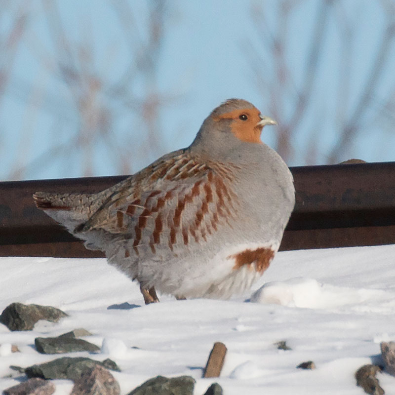 partridge