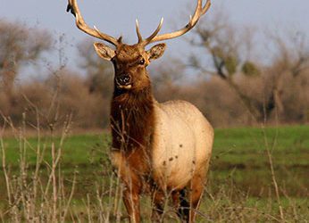California Expands Statewide Sampling For CWD