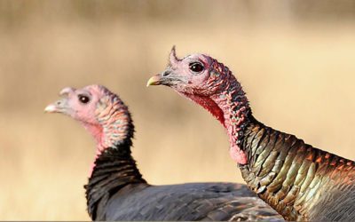 Leftover ND Fall Turkey Licenses Available Sept. 25