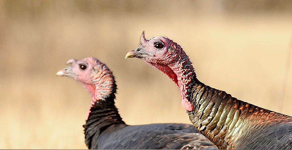 Leftover ND Fall Turkey Licenses Available Sept. 25