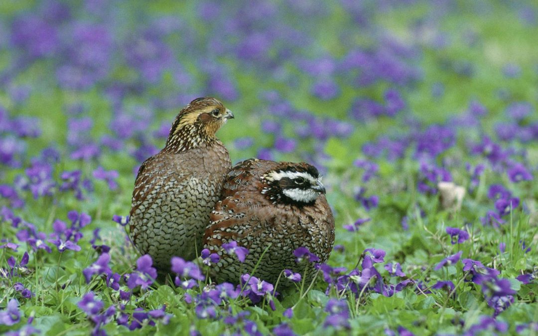 Pheasant  Missouri Department of Conservation