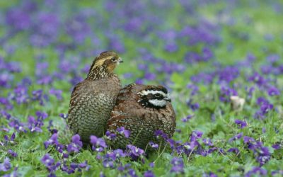 Missouri Quail And Pheasant Numbers Steady