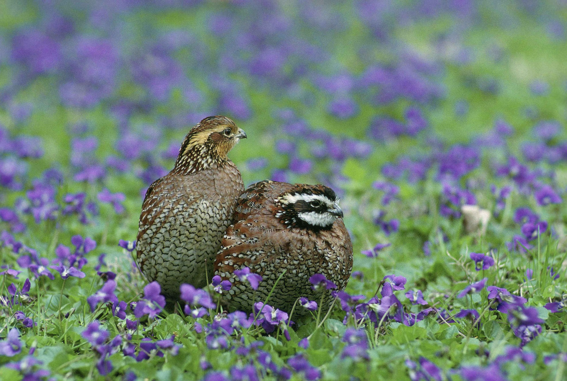 bobwhite quail in meadow