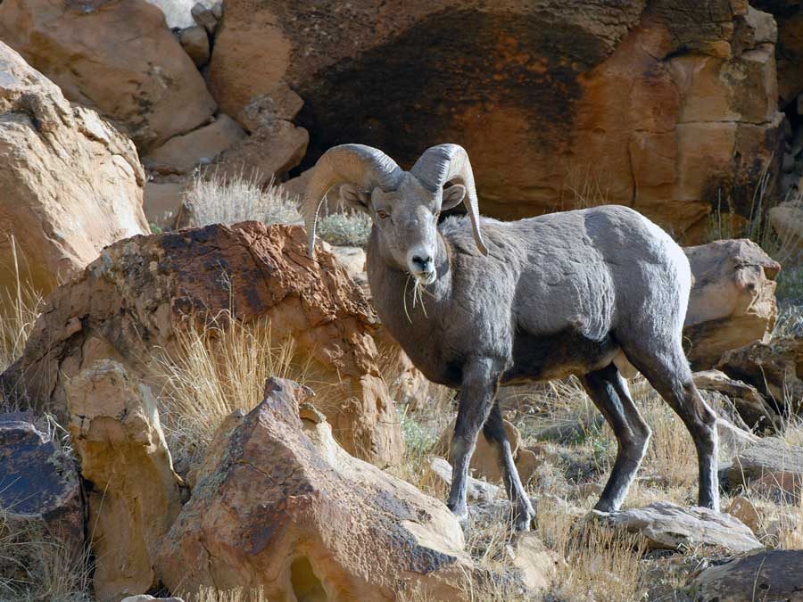 Utah Approves Bighorn Sheep Unit Management Plans Sporting Classics Daily