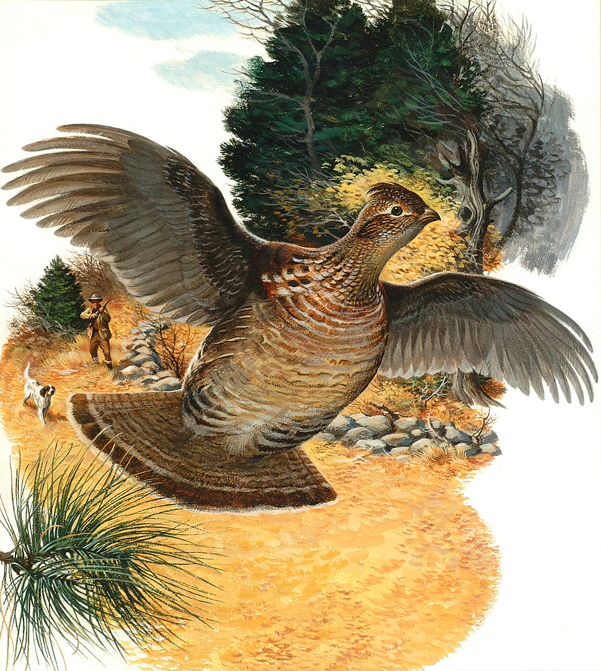 painting of ruffed grouse flying