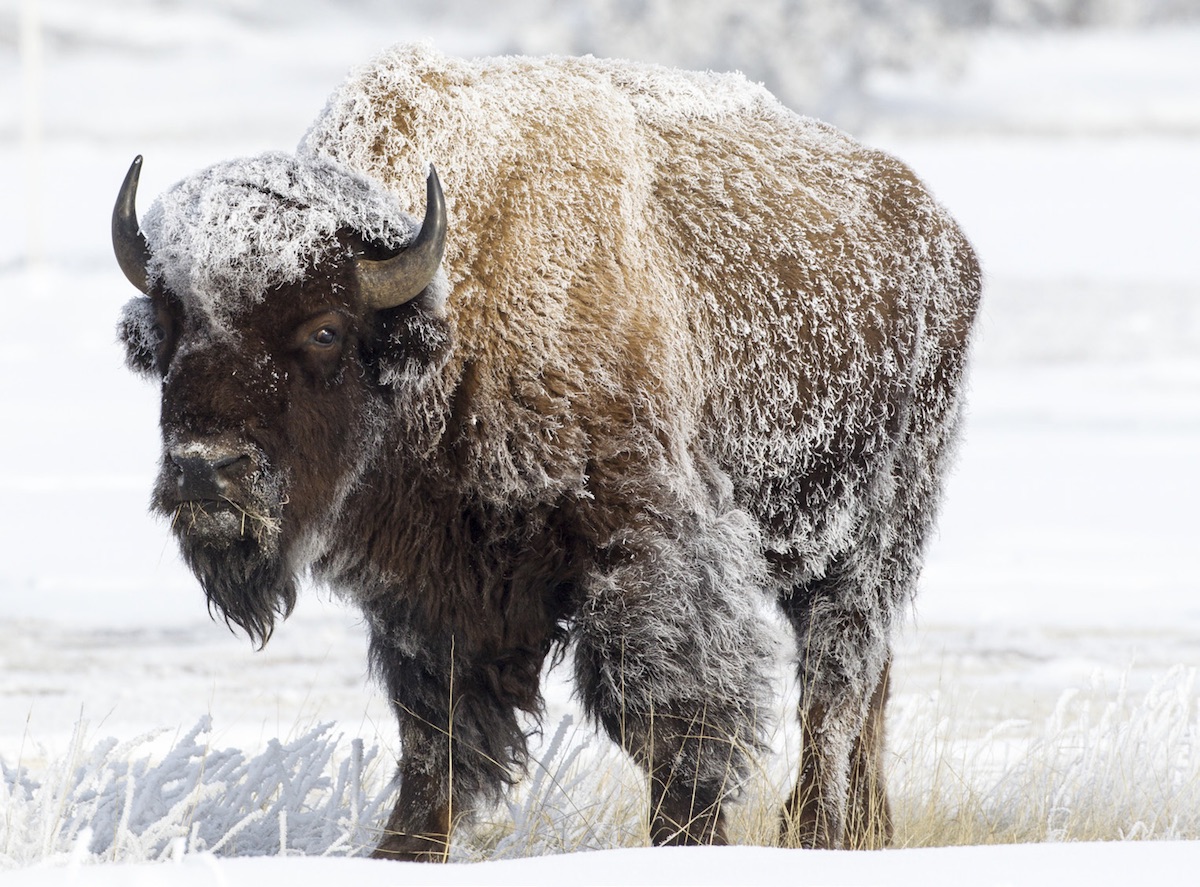 bison in the snow