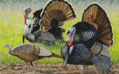Minnesota Chooses New Paintings For Pheasant And Turkey Stamps