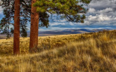 New 6,638 Acres Of Forest Open To Hunters