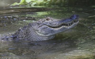 Arkansans Harvest 84 Alligators In 2019