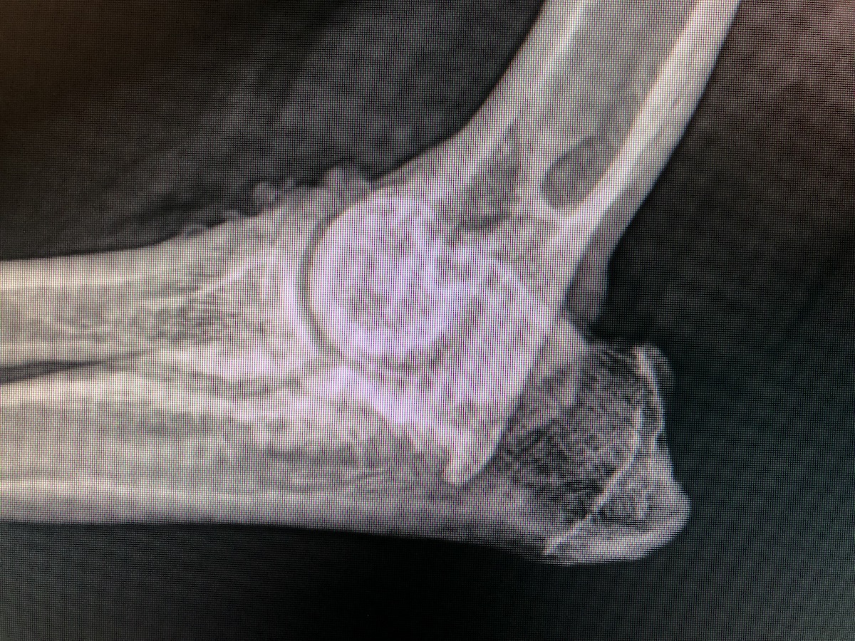 X-ray of bird dog with severe elbow arthritis